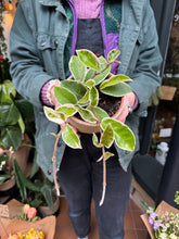 Load image into Gallery viewer, Hoya carnosa Krimson Queen / Wax Plant
