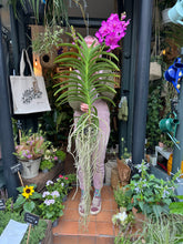 Load image into Gallery viewer, Hanging Vanda Orchid - Mixed Flower Colours - *Local Delivery or Local Pick Up Only*
