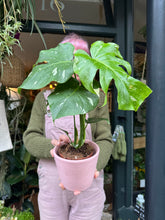 Load image into Gallery viewer, Monstera Thai Constellation / Variegated Cheese Plant
