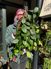 Load image into Gallery viewer, Aeschynanthus Mona Lisa / Lipstick Plant
