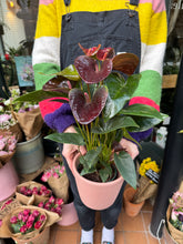 Load image into Gallery viewer, Anthurium andraeanum Essencia / Flamingo Flower

