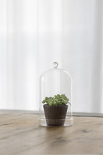 Load image into Gallery viewer, Glass Dome With Saucer - *Local Delivery or Local Pick Up Only*
