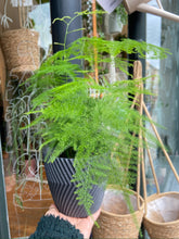 Load image into Gallery viewer, Asparagus setaceus / Asparagus Fern
