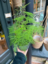 Load image into Gallery viewer, Asparagus setaceus / Asparagus Fern
