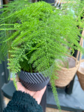 Load image into Gallery viewer, Asparagus setaceus / Asparagus Fern
