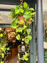 Load image into Gallery viewer, Epipremnum aureum XL / Devils Ivy - *Local Delivery or Local Pick Up Only*
