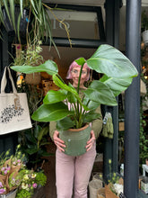 Load image into Gallery viewer, Strelitzia nicolai / Bird of Paradise - 17cm Pot
