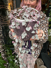 Load image into Gallery viewer, Ceropegia woodii Variegata / Variegated String of Hearts - 14cm Pot
