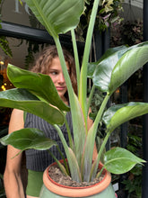 Load image into Gallery viewer, Strelitzia nicolai / Bird of Paradise - 19cm Pot - *Local Delivery or Local Pick Up Only*
