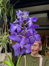 Load image into Gallery viewer, Hanging Vanda Orchid - Mixed Flower Colours - *Local Delivery or Local Pick Up Only*
