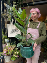 Load image into Gallery viewer, Ficus benghalensis Joy / Benghali Fig- *Local Delivery or Local Pick Up Only*
