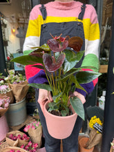 Load image into Gallery viewer, Anthurium andraeanum Essencia / Flamingo Flower
