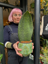 Load image into Gallery viewer, Sansevieria masoniana Victoria / Whale Fin
