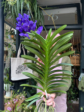 Load image into Gallery viewer, Hanging Vanda Orchid - Mixed Flower Colours - *Local Delivery or Local Pick Up Only*
