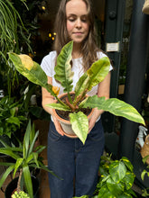 Load image into Gallery viewer, Philodendron Narrow  'Ring of Fire'
