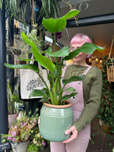 Load image into Gallery viewer, Strelitzia nicolai / Bird of Paradise - 17cm Pot
