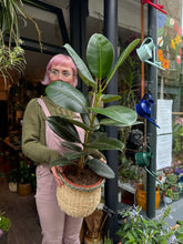 Load image into Gallery viewer, Ficus elastica Robusta / Rubber Plant - *Local Delivery or Local Pick Up Only*
