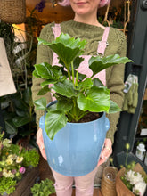 Load image into Gallery viewer, Philodendron 'Grizzly'

