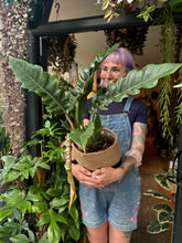 Load image into Gallery viewer, Philodendron Narrow Escape / Tiger Tooth Plant - *Local Delivery or Local Pick Up Only*

