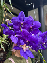 Load image into Gallery viewer, Hanging Vanda Orchid - Mixed Flower Colours - *Local Delivery or Local Pick Up Only*
