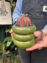 Load image into Gallery viewer, Gymnocalycium mihanovichii Variegata / Oriental Moon Cactus
