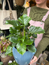 Load image into Gallery viewer, Philodendron 'Grizzly'
