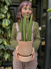 Load image into Gallery viewer, Sansevieria bacularis Mikado / Snake Plant

