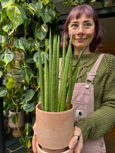 Load image into Gallery viewer, Sansevieria bacularis Mikado / Snake Plant

