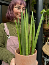Load image into Gallery viewer, Sansevieria bacularis Mikado / Snake Plant
