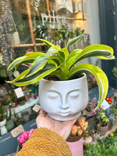 Load image into Gallery viewer, Dracaena fragrans Lemon Surprise / Dragon Tree
