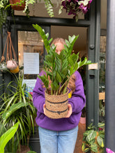 Load image into Gallery viewer, Zamioculcas zamiifolia / ZZ Plant - 14cm Pot
