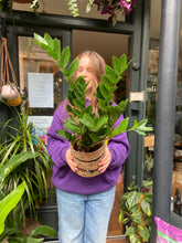 Load image into Gallery viewer, Zamioculcas zamiifolia / ZZ Plant - 14cm Pot
