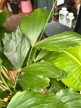 Load image into Gallery viewer, Caryota mitis / Fish Tail Palm - *Local Delivery or Local Pick Up Only*
