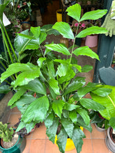Load image into Gallery viewer, Caryota mitis / Fish Tail Palm - *Local Delivery or Local Pick Up Only*
