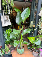 Load image into Gallery viewer, Strelitzia nicolai / Bird Of Paradise - 24cm Pot - *Local Delivery or Local Pick Up Only*
