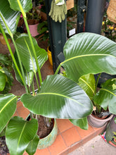 Load image into Gallery viewer, Strelitzia nicolai / Bird Of Paradise - 24cm Pot - *Local Delivery or Local Pick Up Only*
