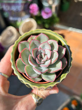 Load image into Gallery viewer, Echeveria Mystery
