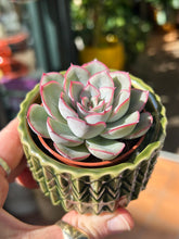 Load image into Gallery viewer, Echeveria Mystery
