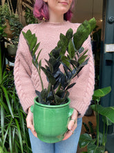 Load image into Gallery viewer, Zamioculcas zamiifolia Raven / ZZ
