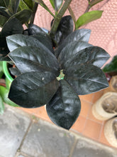 Load image into Gallery viewer, Zamioculcas zamiifolia Raven / ZZ
