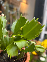 Load image into Gallery viewer, Schlumbergera White / Christmas Cactus - 7cm Pot
