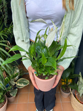 Load image into Gallery viewer, Spathiphyllum torelli / Peace Lily
