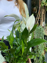 Load image into Gallery viewer, Spathiphyllum torelli / Peace Lily

