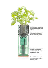 Load image into Gallery viewer, Hydro Herb Kit - Basil, Mint or Coriander
