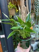 Load image into Gallery viewer, Spathiphyllum Chopin / Peace Lily
