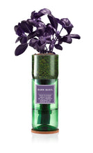 Load image into Gallery viewer, Hydro Herb Kit - Basil, Mint or Coriander
