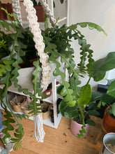 Load image into Gallery viewer, XL Handmade Macrame Plant Hanger
