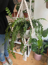 Load image into Gallery viewer, XL Handmade Macrame Plant Hanger
