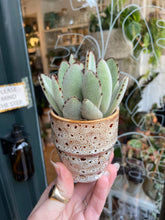 Load image into Gallery viewer, Kalanchoe tomentosa / Panda Plant
