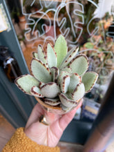 Load image into Gallery viewer, Kalanchoe tomentosa / Panda Plant
